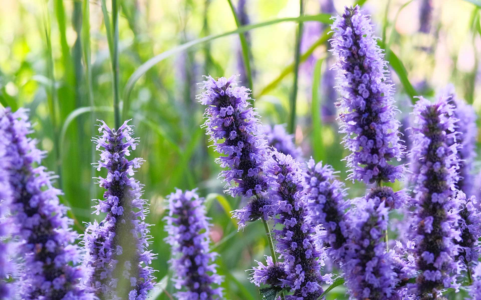 Hyssop Plant - The Sacred Herb