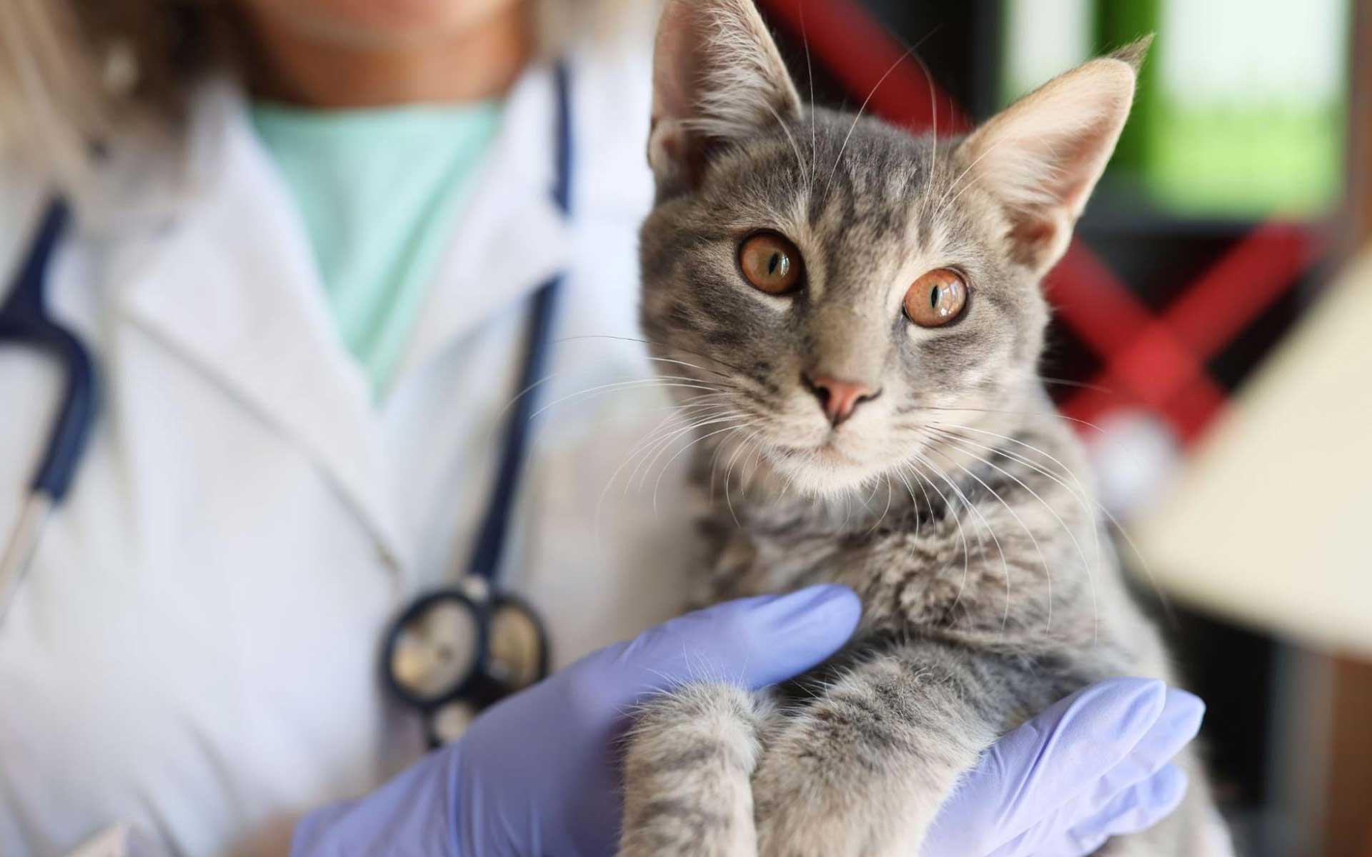 Ветеринар. Ветеринария болезни кошек. Котик в медицинской форме. Ветеринар болезни кошек. Руки ветеринаров