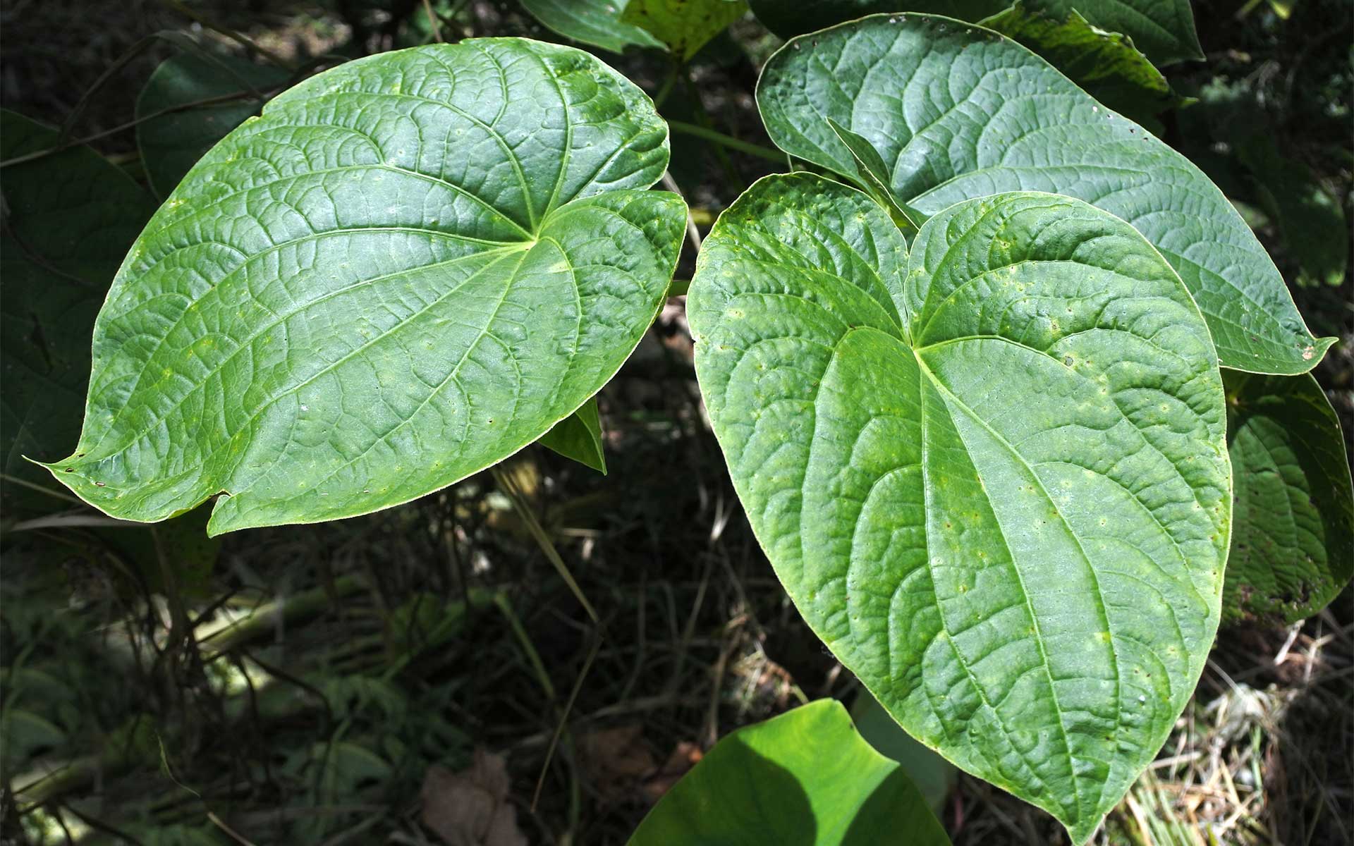 Kava Plant