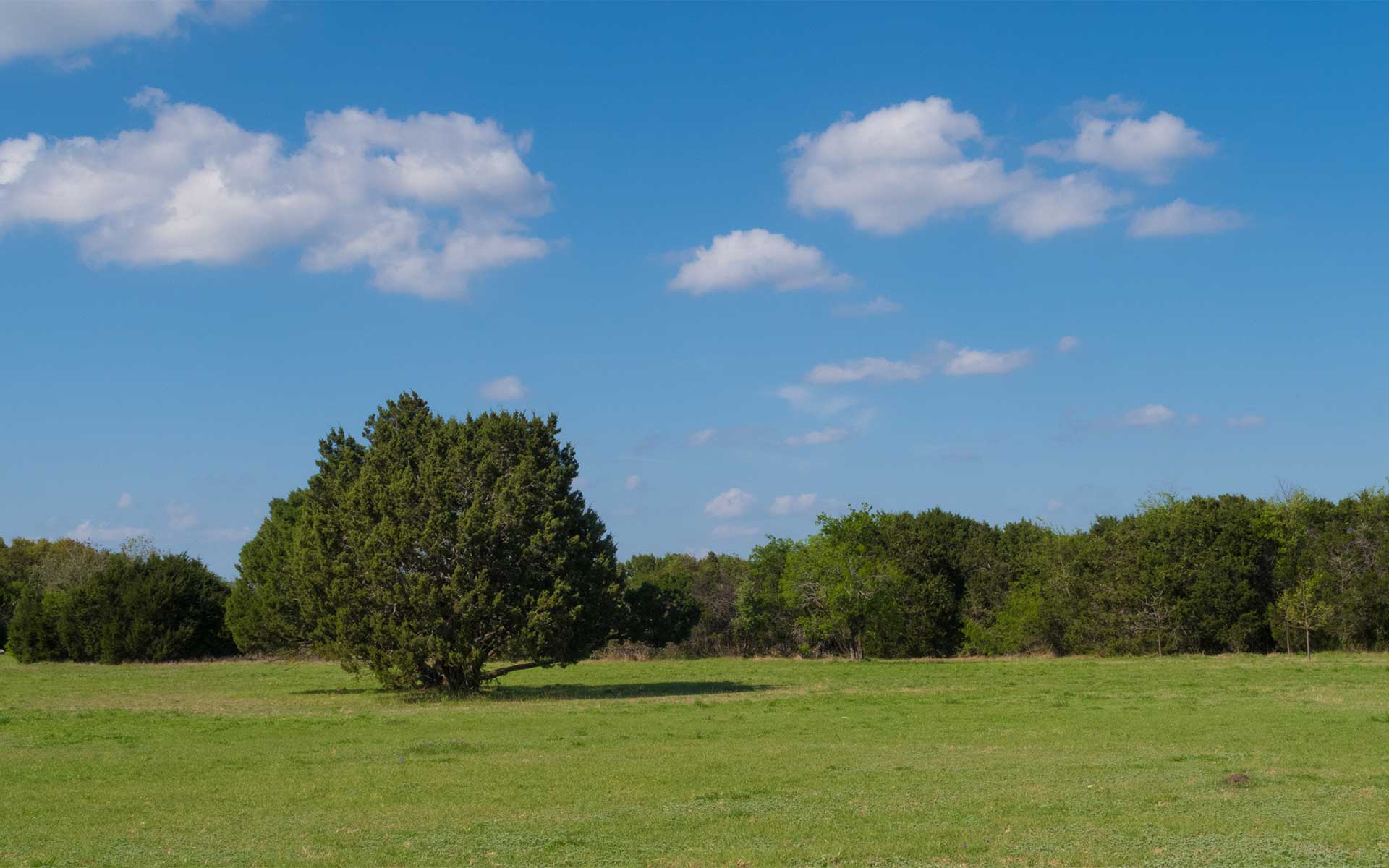 Definitive Guide to Surviving Austin Allergies  Martin’s Wellness