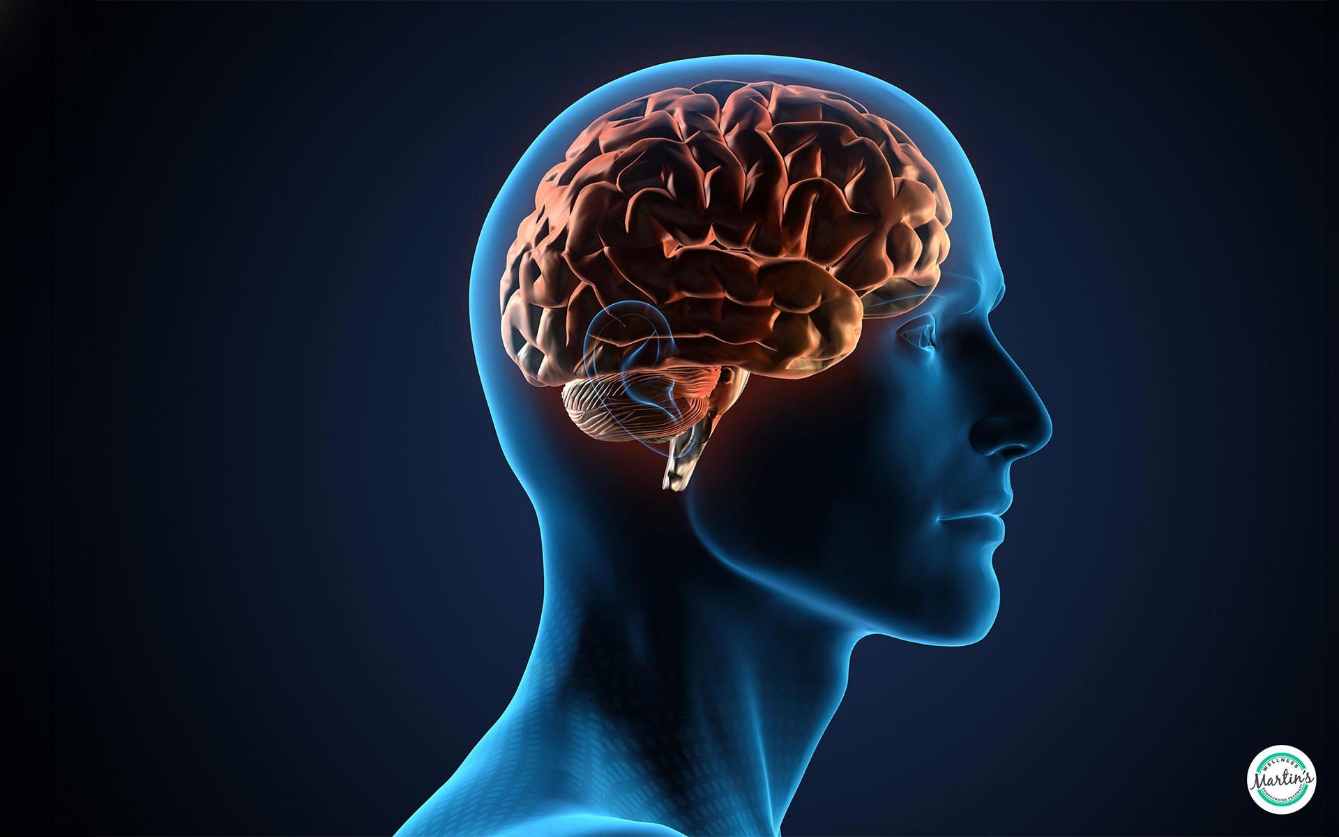 A 3D image, profile view of a human male head as generated by a medical scan showing the brain, bones, and tissue