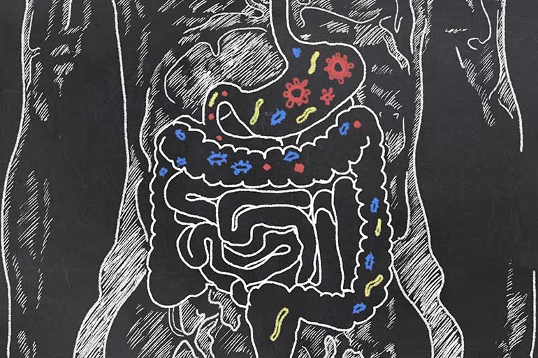 Drawing on a chalkboard of the intestinal tract and bacterias