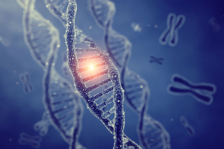 DNA double helix and Nucleotide function