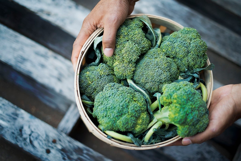 Hands holding a basket of broccoli- a cruciferous vegetable known to possess health-promoting properties of plant indoles