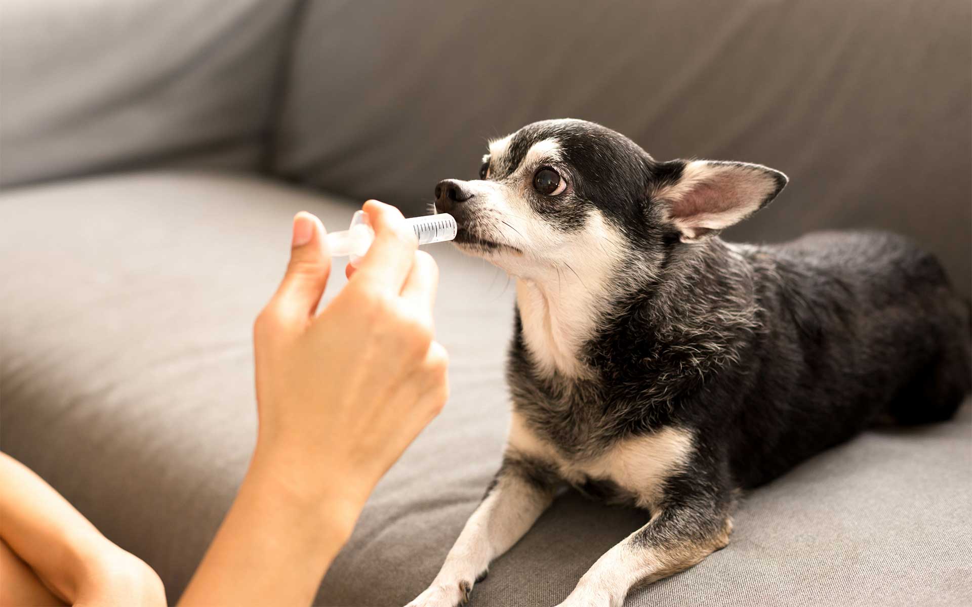 Chihuahua getting medication