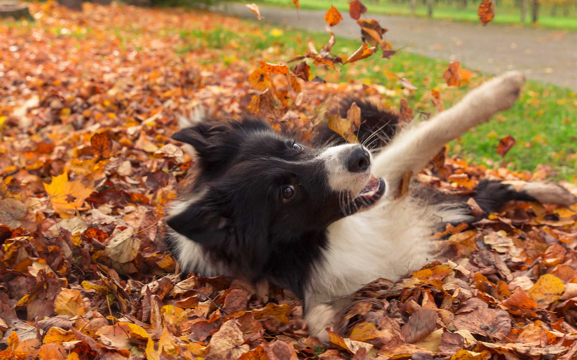 Border Collie rolling in foliage