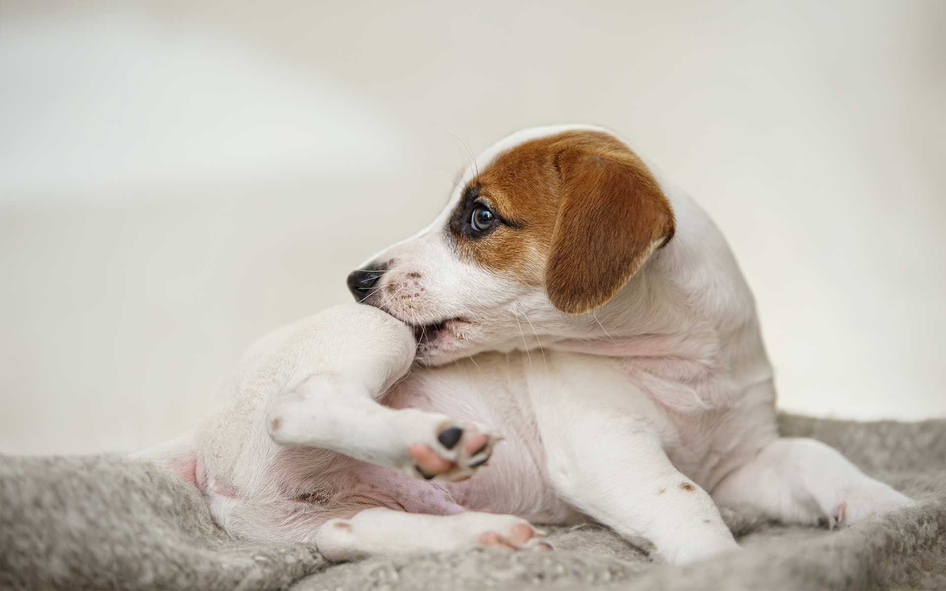 Irritated dog biting fur