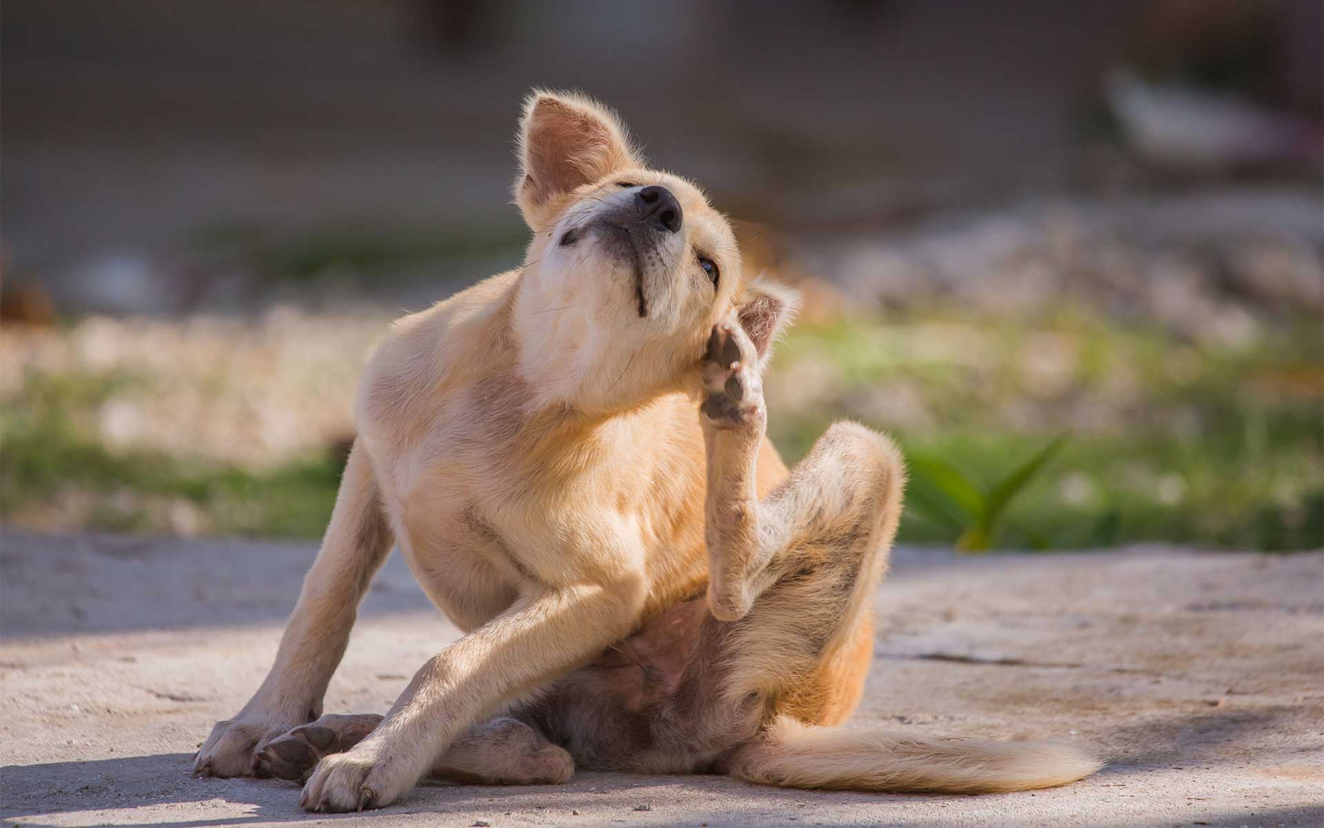 Dog irritated by flea