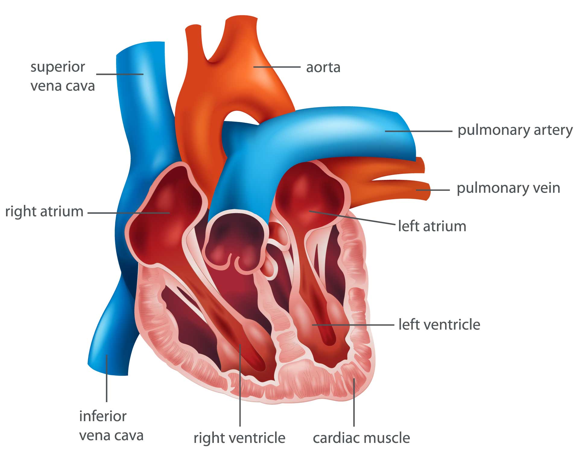 Anatomy of the Human Heart