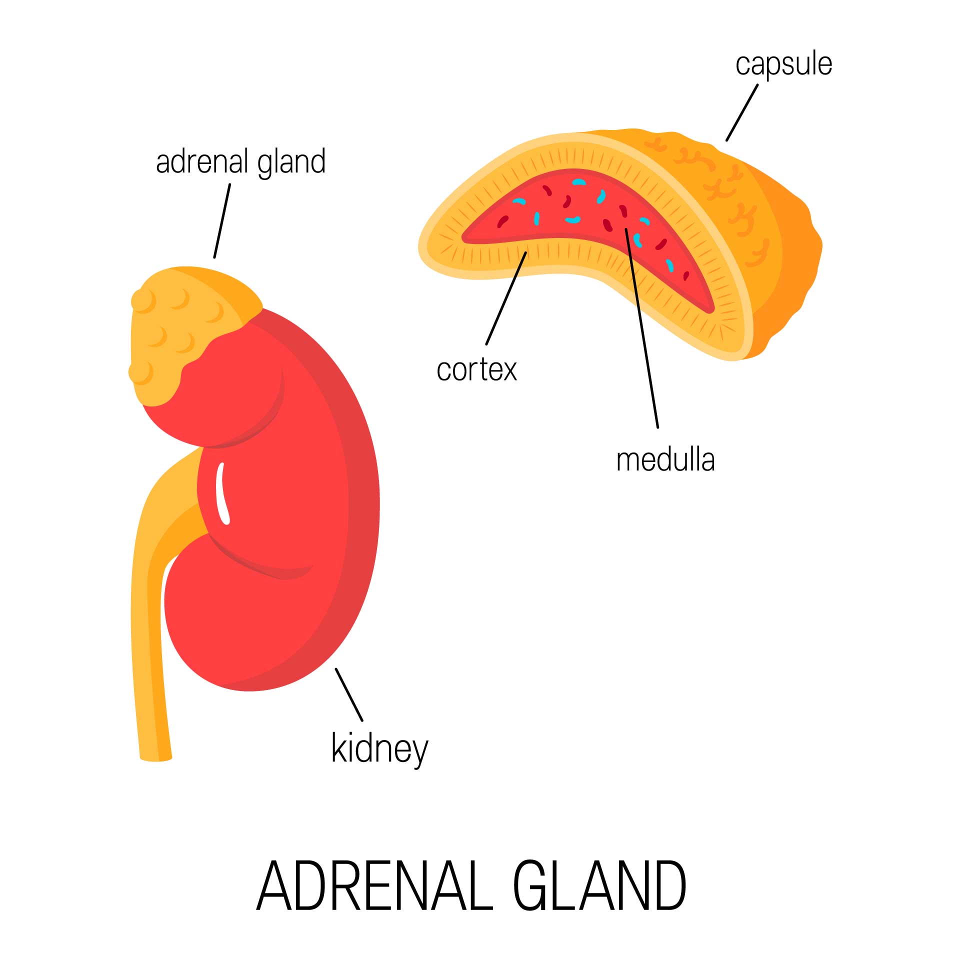 adrenal gland s