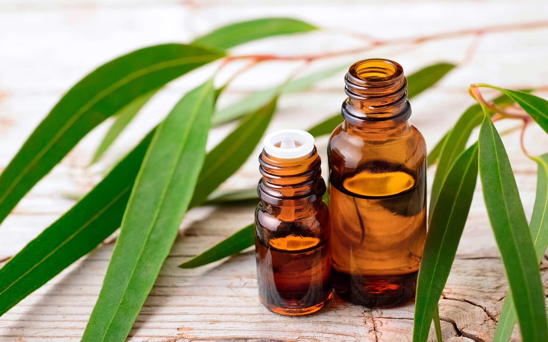 Eucalyptus Essential Oil