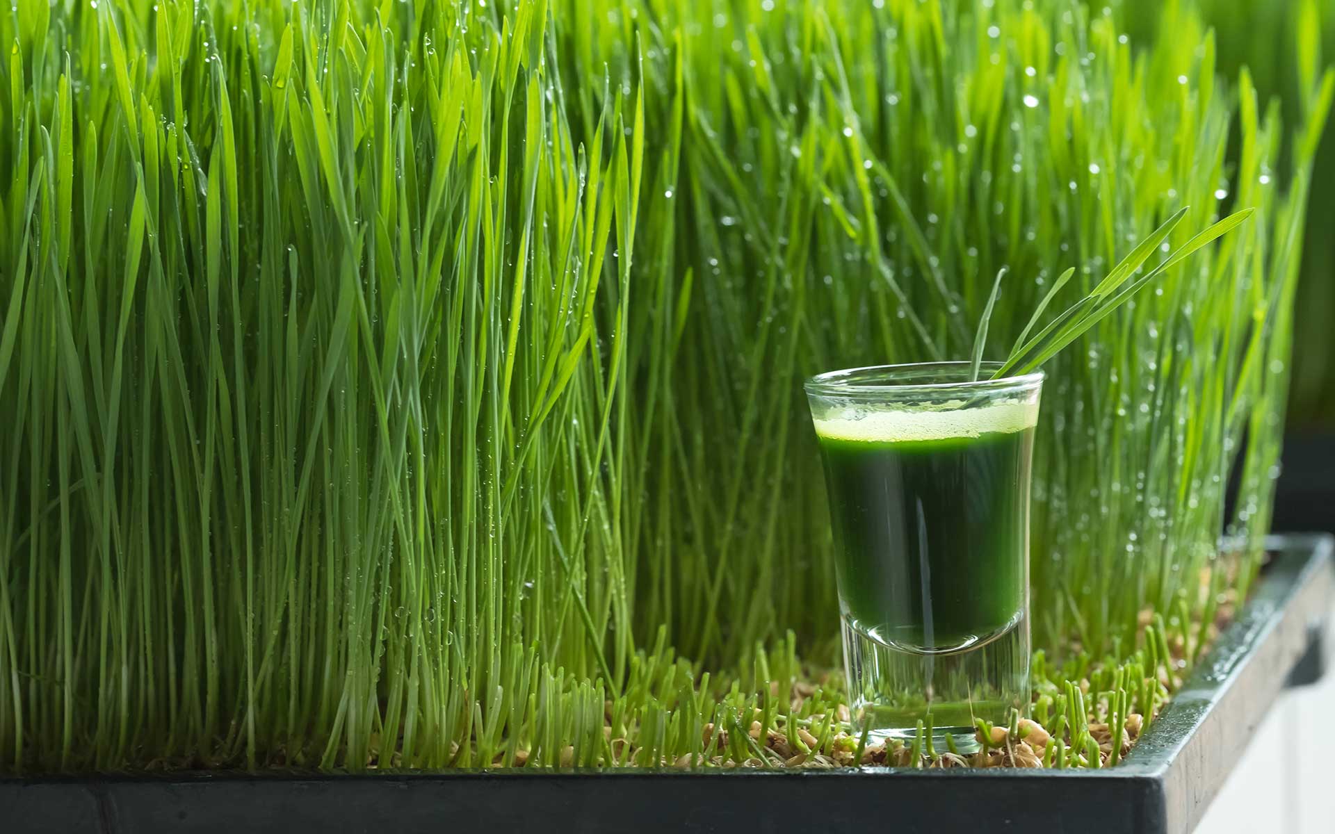 Wheat Grass Meaning In French