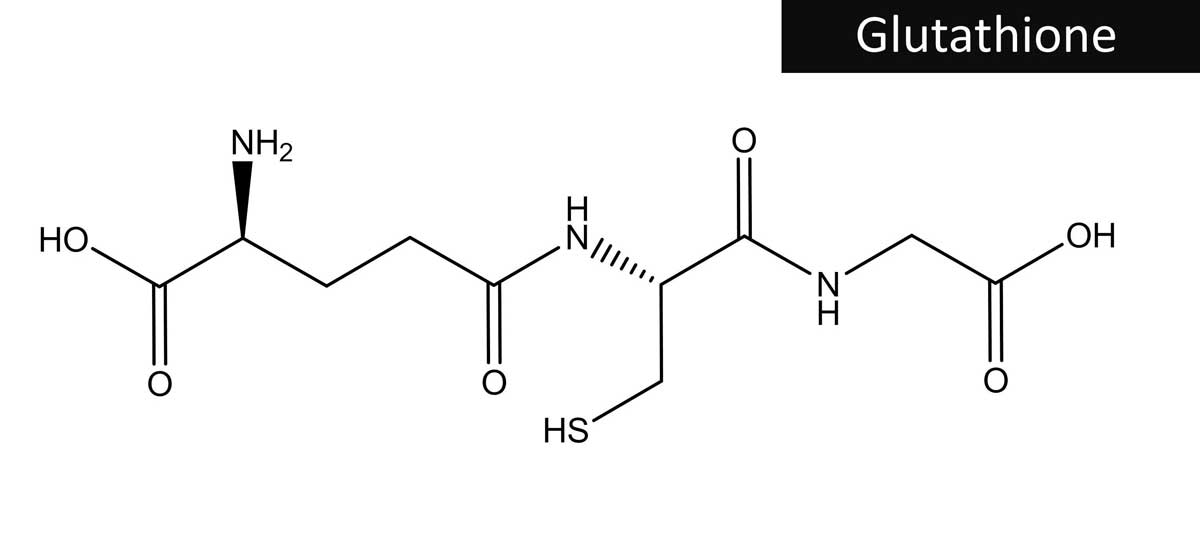 Glutathione Molecule