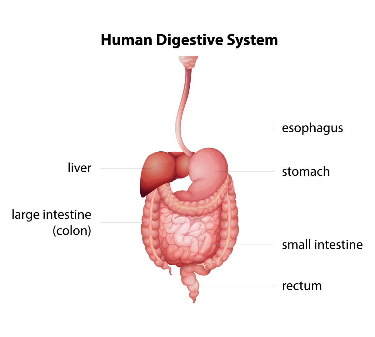 Human Digestive System