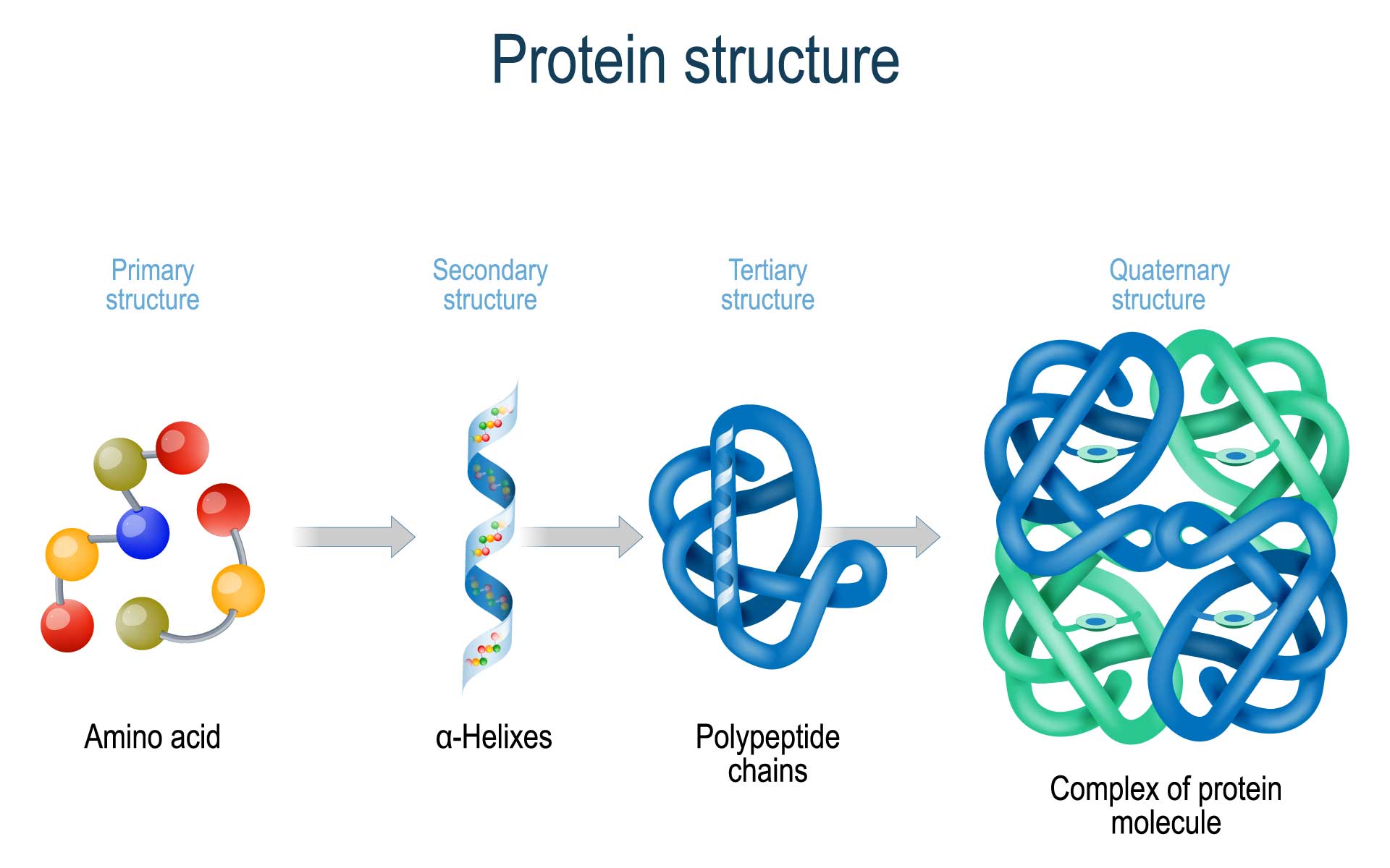 Primary Structure Of Protein Diagram