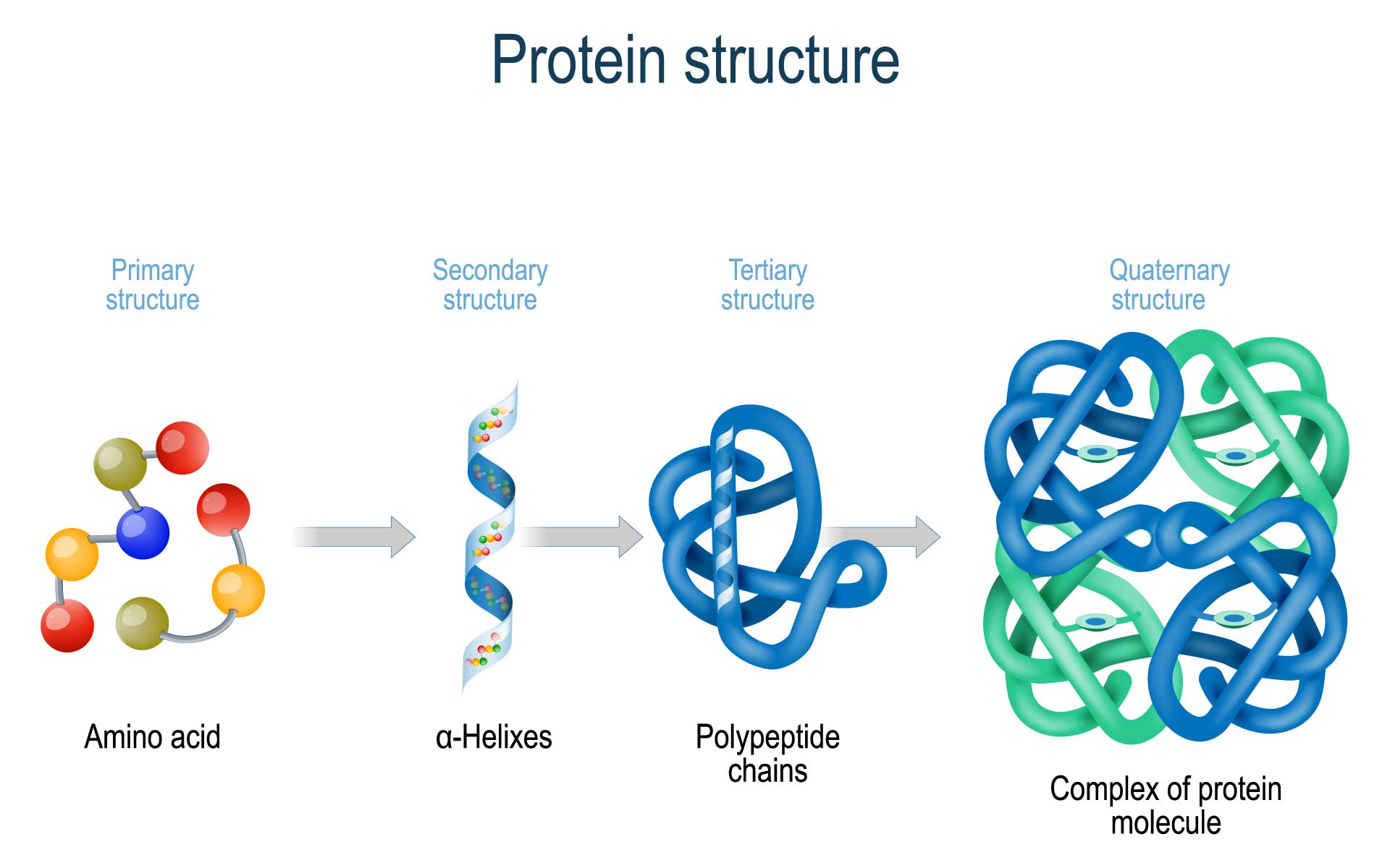 assignment on proteins in chemistry